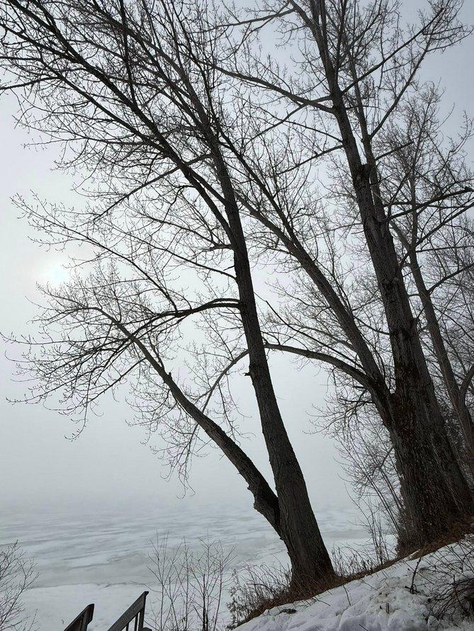 Spruced Up Tree Service Sudbury