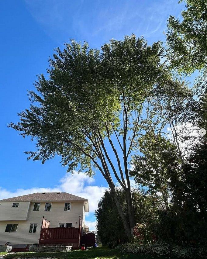 Spruced Up Tree Service Sudbury